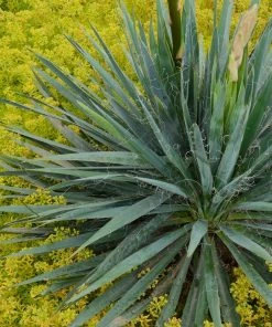 Garden Goods Direct Shrubs Yucca Filamentosa 'Excalibur' 6 Garden Goods Direct Shrubs Yucca Filamentosa 'Excalibur'