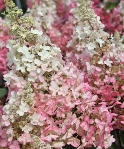Garden Goods Direct Proven Winners® Color Choice® Pinky Winky® Hydrangea Shrubs