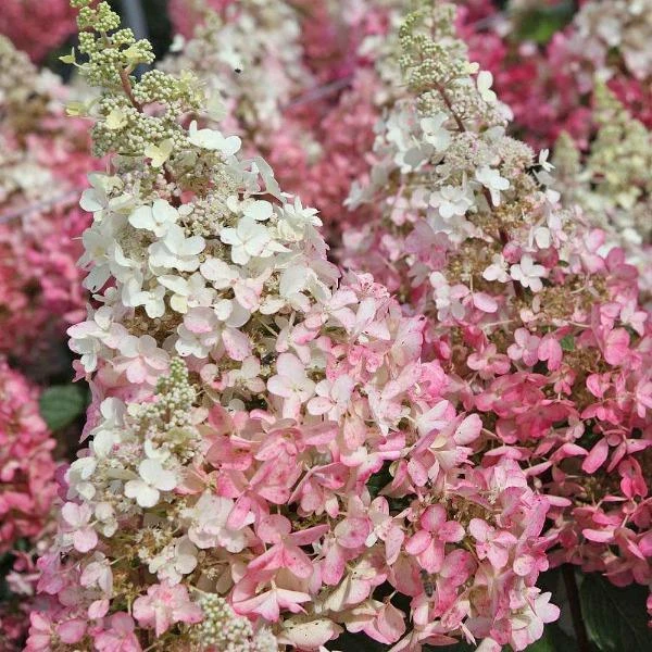 Garden Goods Direct Proven Winners® Color Choice® Pinky Winky® Hydrangea Shrubs 2 Garden Goods Direct Proven Winners® Color Choice® Pinky Winky® Hydrangea Shrubs