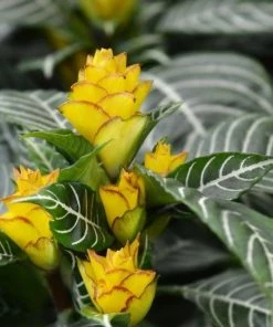 Garden Goods Direct House Plants Zebra Plant