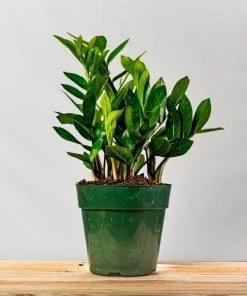 Garden Goods Direct ZZ Plant House Plants