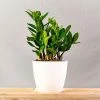 Garden Goods Direct ZZ Plant House Plants
