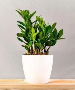 Garden Goods Direct ZZ Plant House Plants